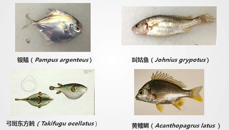 海洋学子